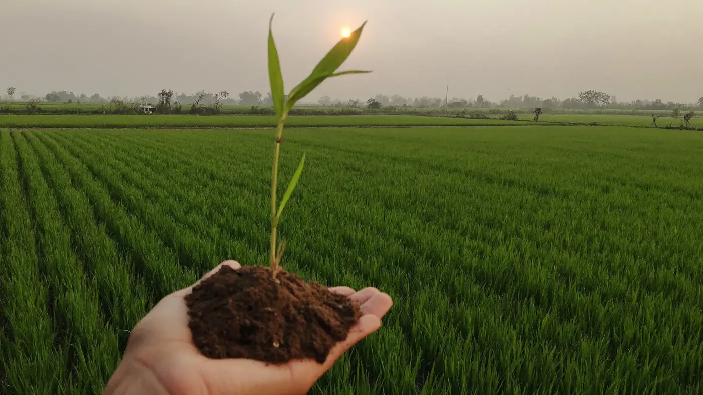 A hand holding fresh soil and a young seedling above green paddy rows at sunrise.